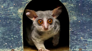 Bush Baby Peering From Hollow Wallpaper