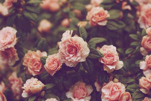 Bush Roses Desktop Wallpaper