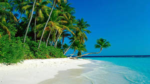 Bushes And Coconut Trees Lined Up On White Sand Wallpaper