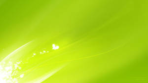 Butterflies On Super Light Green Wallpaper