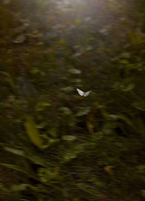 Butterfly Aesthetic Grunge Iphone Wallpaper