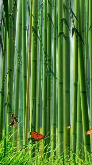 Butterfly Bamboo Forest Iphone Wallpaper