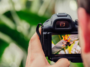 Butterfly & Flower Photography Wallpaper