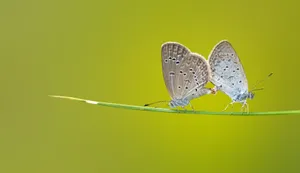 Butterfly Laptop Case Wallpaper