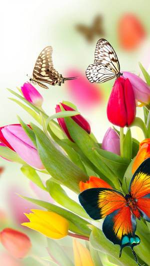 Butterfly On Flower Tulips Wallpaper