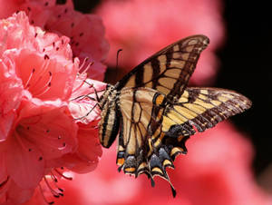 Butterfly On Pink Blossoms Wallpaper