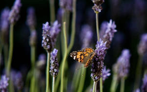 Butterfly On Purple Flower Wallpaper