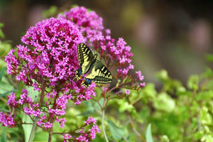 Butterfly Perched Taken Blumen Photographyy Wallpaper