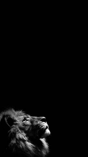 Bw Lion 2k Amoled Wallpaper