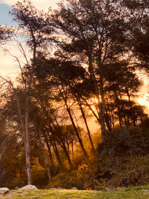 Cabo Verde Trees Wallpaper