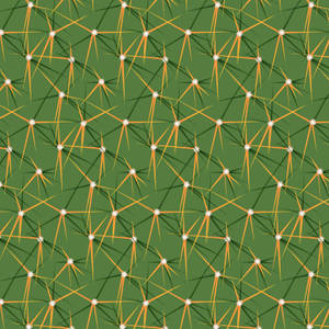 Cactus Covered In Spines And Ribs Wallpaper