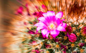 Cactus Flower In Dessert Wallpaper