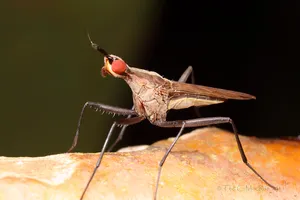Cactus Fly Wallpaper