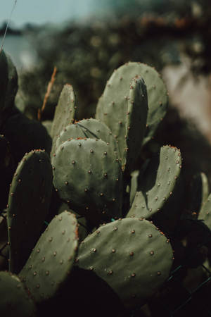 Cactus Plant Aesthetic Wallpaper