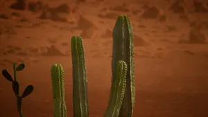 Cactus Plant In Arizona Desert Wallpaper