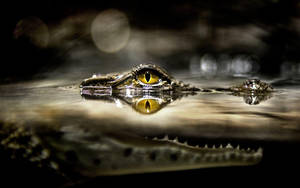 Caiman's Eyes Glancing Wallpaper