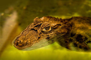 Caiman Swimming On The Water Wallpaper
