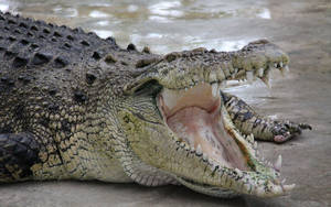 Caiman With Wide Open Mouth Wallpaper