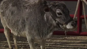 Calf Gezerat Zebu Cattle Wallpaper