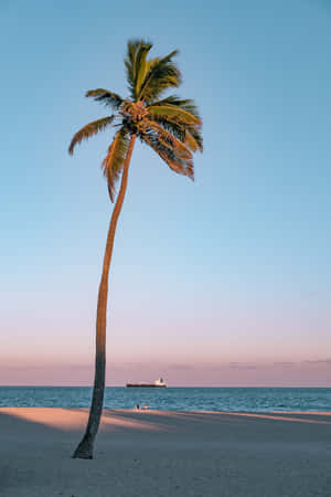 California Aesthetic Palm Tree Wallpaper