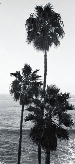 California Black White Iphone Wallpaper