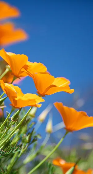 California Poppy Original Iphone 7 Wallpaper