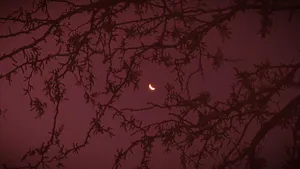 Calm & Collected Wallpaper