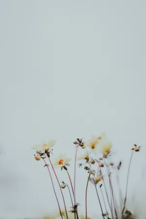 Calm Daisy Flower Wallpaper