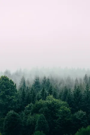 Calm Green Trees Wallpaper