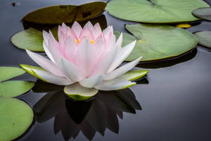 Calm Lotus Flower Wallpaper