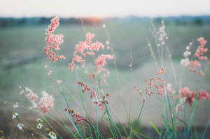 Calm Pink White Flowers Wallpaper