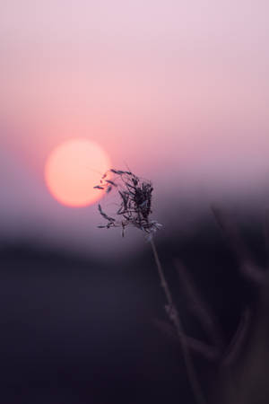 Calm Purple Sun Wallpaper