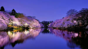 Calm Spring Evening Wallpaper