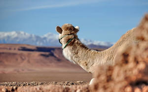 Camel Candid Shot Wallpaper