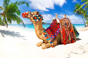 Camel In The Beach Wallpaper