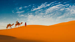 Camel With Two Humps Wallpaper