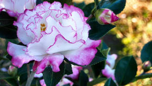 Camellia Sasanqua In Full Bloom Wallpaper
