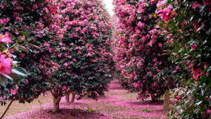 Camellia Sasanqua Trees Wallpaper