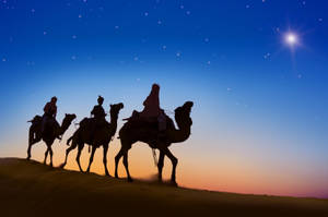 Camels At Night Wallpaper