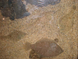 Camouflaged_ Flatfish_ Underwater Wallpaper