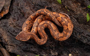 Caption: A Captivating Mountain Viper In Its Natural Habitat Wallpaper