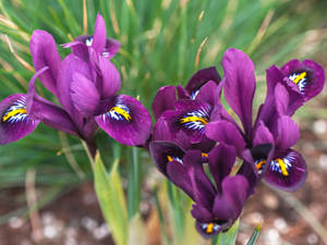 Caption: A Close-up Image Of The Elegant Iris Reticulata Flower Wallpaper