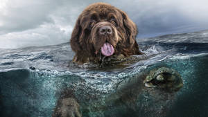 Caption: A Majestic Big Dog Enjoying A Swim Wallpaper