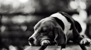 Caption: A Peaceful Black And White Dog Dozing Off On A Rustic Wooden Chair. Wallpaper