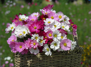 Caption: A Vibrant Display Of Sharp Fuchsia Flowers Wallpaper