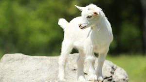 Caption: Adorable White Baby Goat Resting On A Large Grey Rock Wallpaper