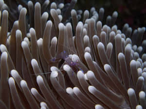 Caption: An Exotic Paradise Called Sulawesi, Indonesia Wallpaper