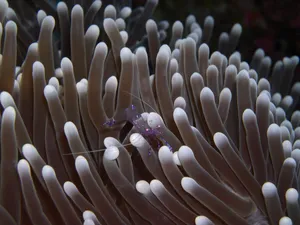 Caption: An Exotic Paradise Called Sulawesi, Indonesia Wallpaper