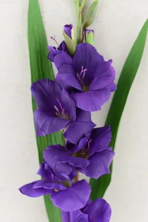 Caption: Beautiful Mauve Gladiolus In Full Bloom Wallpaper
