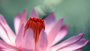 Caption: Blossoming Pink Water Lily Adorning The Tranquil Pond Wallpaper